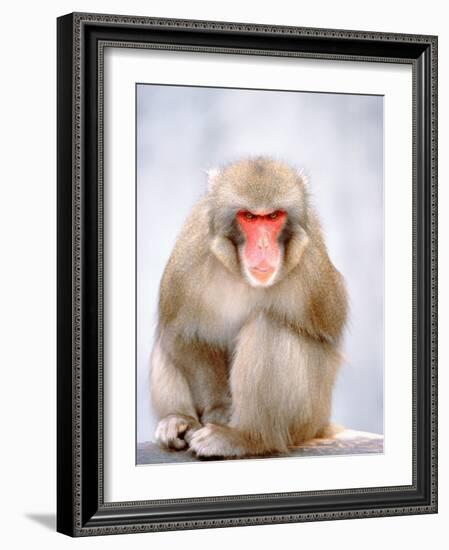 Red-faced makak-Herbert Kehrer-Framed Photographic Print