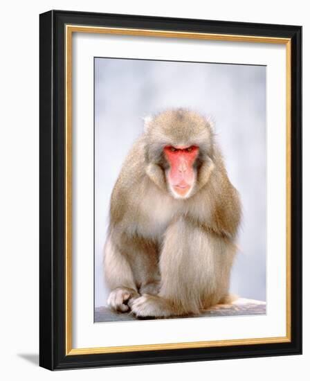 Red-faced makak-Herbert Kehrer-Framed Photographic Print