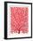 Red Fan Coral-Cat Coquillette-Framed Giclee Print