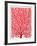 Red Fan Coral-Cat Coquillette-Framed Giclee Print