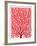 Red Fan Coral-Cat Coquillette-Framed Giclee Print