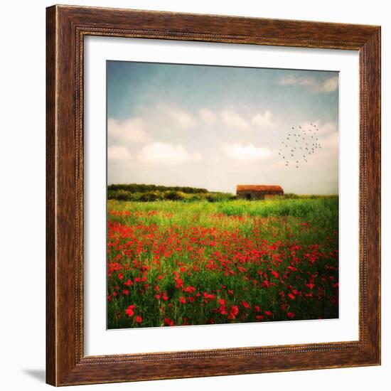 Red Field-Philippe Sainte-Laudy-Framed Photographic Print