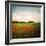 Red Field-Philippe Sainte-Laudy-Framed Photographic Print