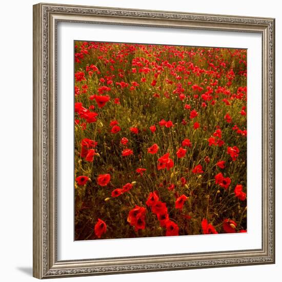 Red Field-Marco Carmassi-Framed Photographic Print