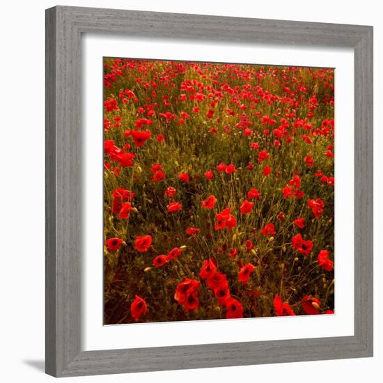 Red Field-Marco Carmassi-Framed Photographic Print