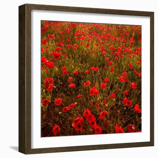 Red Field-Marco Carmassi-Framed Photographic Print