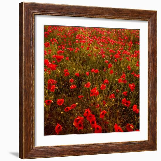 Red Field-Marco Carmassi-Framed Photographic Print