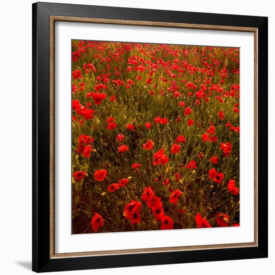 Red Field-Marco Carmassi-Framed Photographic Print