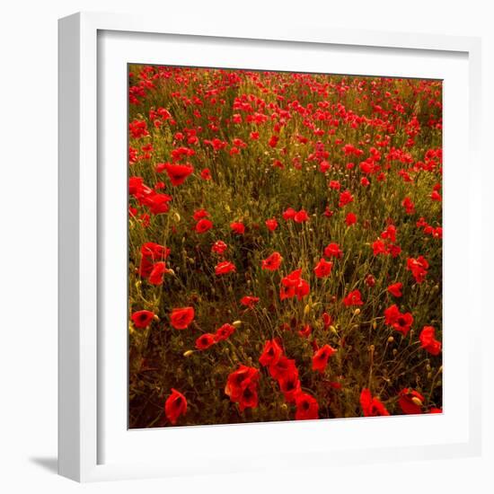 Red Field-Marco Carmassi-Framed Photographic Print