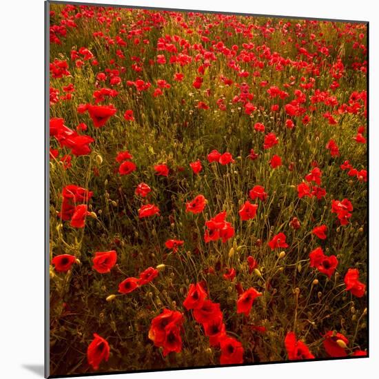 Red Field-Marco Carmassi-Mounted Photographic Print