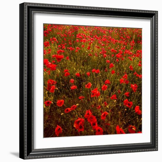 Red Field-Marco Carmassi-Framed Photographic Print