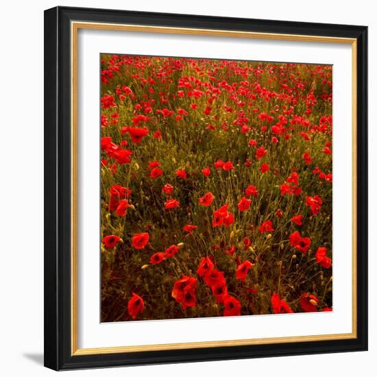 Red Field-Marco Carmassi-Framed Photographic Print