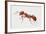 Red Fire Ant (Solenopsis Invicta), Formicidae-null-Framed Giclee Print