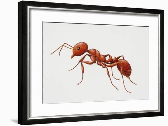 Red Fire Ant (Solenopsis Invicta), Formicidae-null-Framed Giclee Print