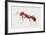 Red Fire Ant (Solenopsis Invicta), Formicidae-null-Framed Giclee Print