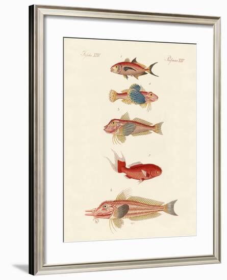 Red Fish-null-Framed Giclee Print