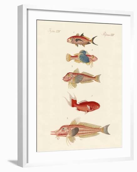 Red Fish-null-Framed Giclee Print