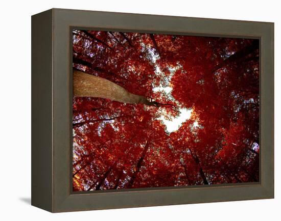 Red Fisheyes-Philippe Sainte-Laudy-Framed Premier Image Canvas