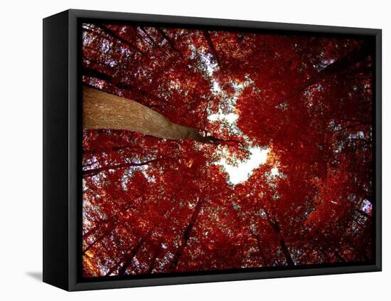 Red Fisheyes-Philippe Sainte-Laudy-Framed Premier Image Canvas