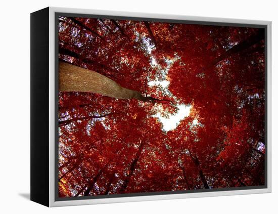 Red Fisheyes-Philippe Sainte-Laudy-Framed Premier Image Canvas