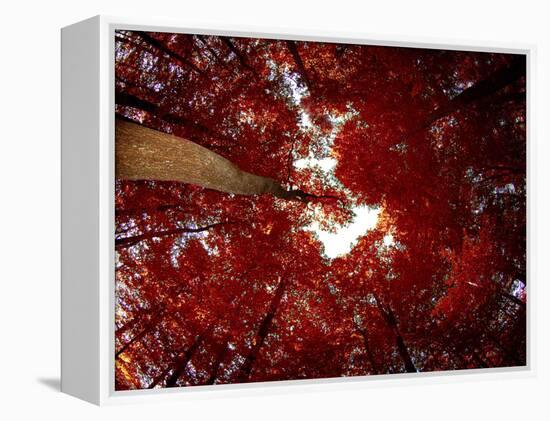 Red Fisheyes-Philippe Sainte-Laudy-Framed Premier Image Canvas
