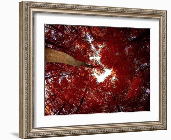 Red Fisheyes-Philippe Sainte-Laudy-Framed Photographic Print