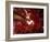 Red Fisheyes-Philippe Sainte-Laudy-Framed Photographic Print