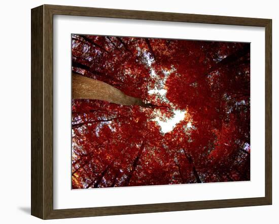 Red Fisheyes-Philippe Sainte-Laudy-Framed Photographic Print