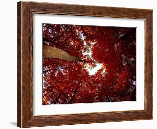 Red Fisheyes-Philippe Sainte-Laudy-Framed Photographic Print