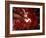 Red Fisheyes-Philippe Sainte-Laudy-Framed Photographic Print