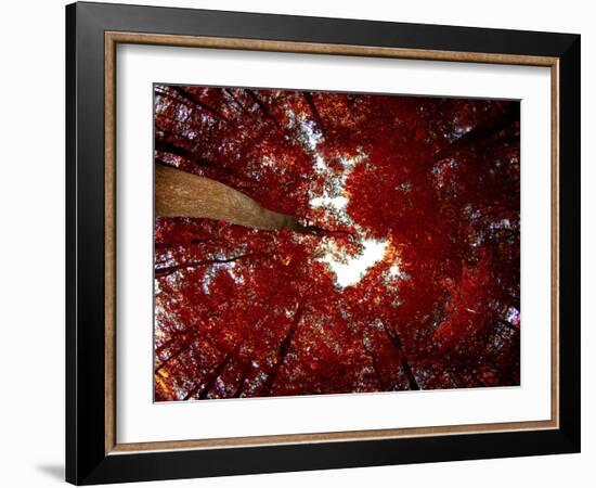 Red Fisheyes-Philippe Sainte-Laudy-Framed Photographic Print