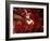 Red Fisheyes-Philippe Sainte-Laudy-Framed Photographic Print