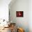 Red Fisheyes-Philippe Sainte-Laudy-Mounted Photographic Print displayed on a wall
