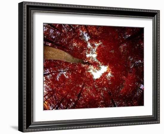 Red Fisheyes-Philippe Sainte-Laudy-Framed Photographic Print