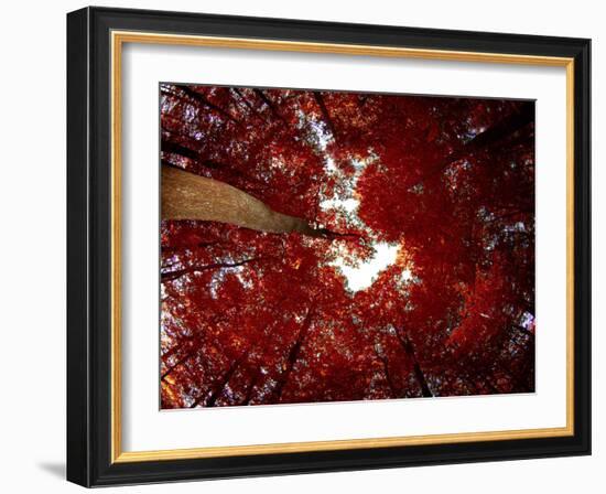 Red Fisheyes-Philippe Sainte-Laudy-Framed Photographic Print