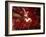 Red Fisheyes-Philippe Sainte-Laudy-Framed Photographic Print