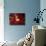 Red Fisheyes-Philippe Sainte-Laudy-Photographic Print displayed on a wall