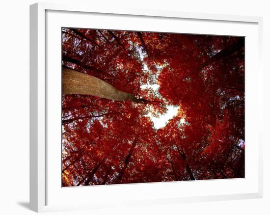 Red Fisheyes-Philippe Sainte-Laudy-Framed Photographic Print