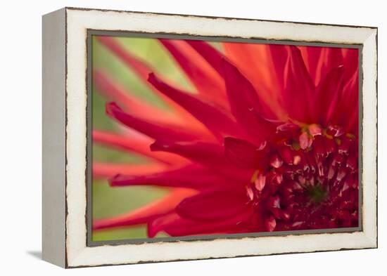 Red Flame-Dana Styber-Framed Premier Image Canvas