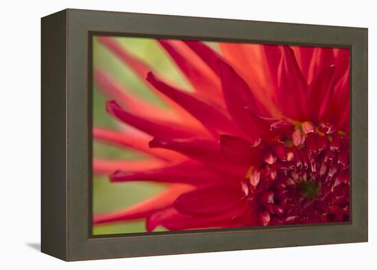 Red Flame-Dana Styber-Framed Premier Image Canvas