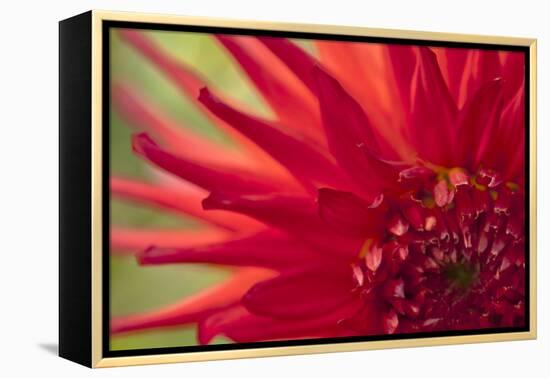 Red Flame-Dana Styber-Framed Premier Image Canvas