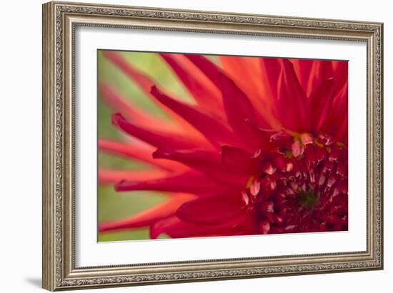 Red Flame-Dana Styber-Framed Photographic Print