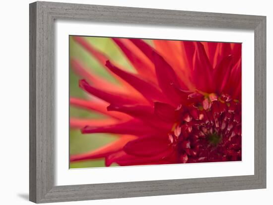 Red Flame-Dana Styber-Framed Photographic Print