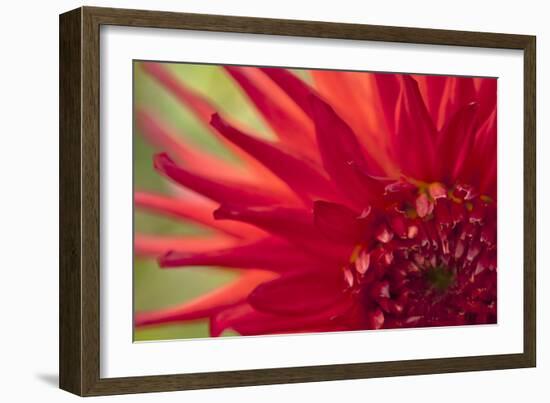 Red Flame-Dana Styber-Framed Photographic Print