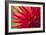 Red Flame-Dana Styber-Framed Photographic Print