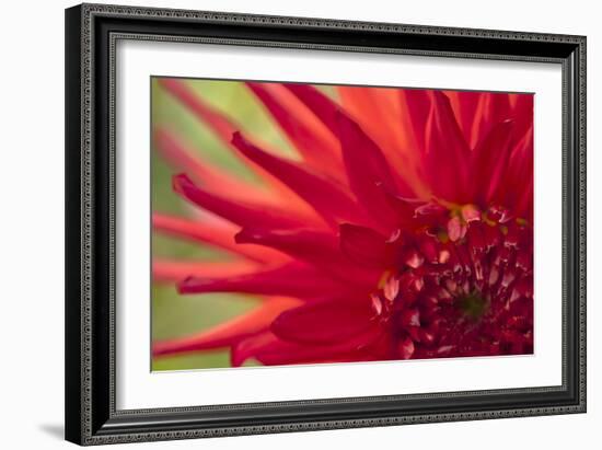 Red Flame-Dana Styber-Framed Photographic Print