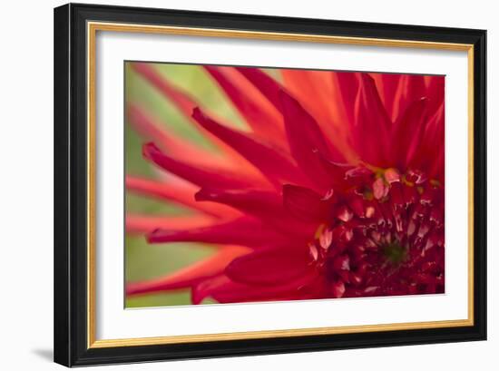 Red Flame-Dana Styber-Framed Photographic Print