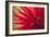 Red Flame-Dana Styber-Framed Photographic Print