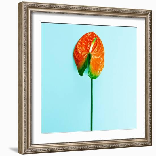 Red Flower Calla. Minimalism Style Fashion-Evgeniya Porechenskaya-Framed Photographic Print