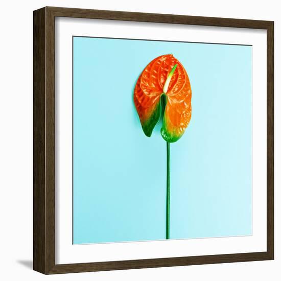 Red Flower Calla. Minimalism Style Fashion-Evgeniya Porechenskaya-Framed Photographic Print